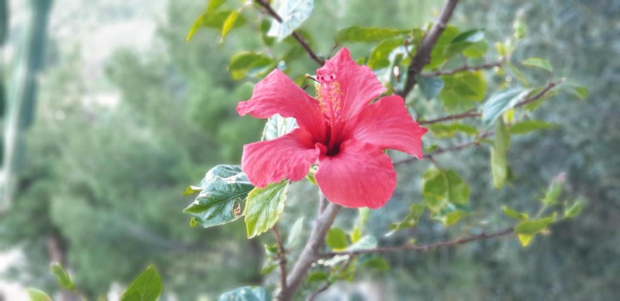 Palma Dello Zingaro Villa Scopello  Luaran gambar